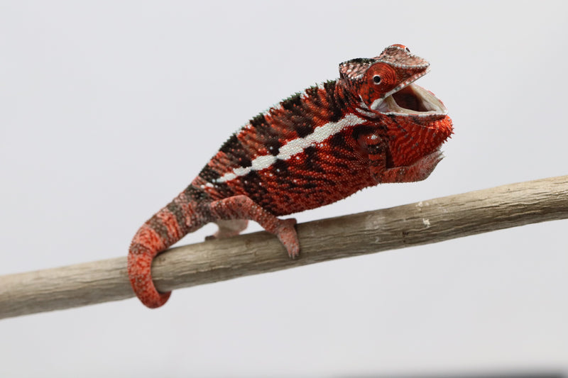 Male Ankaramy Panther Chameleon for Sale - Roberson Reptiles