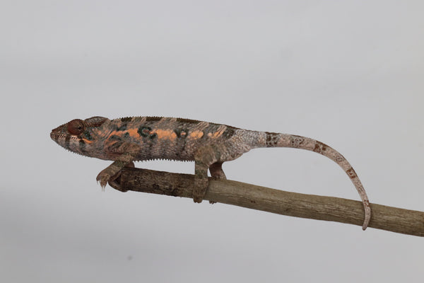 Female Ambilobe Panther Chameleon for Sale - Snoop X Optimus - Roberson Reptiles