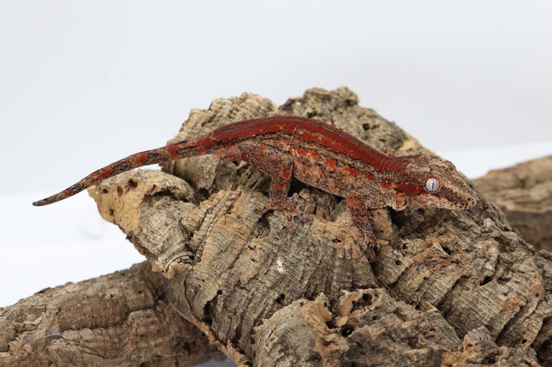 Gargoyle Gecko - GM22-5 - Roberson Reptiles