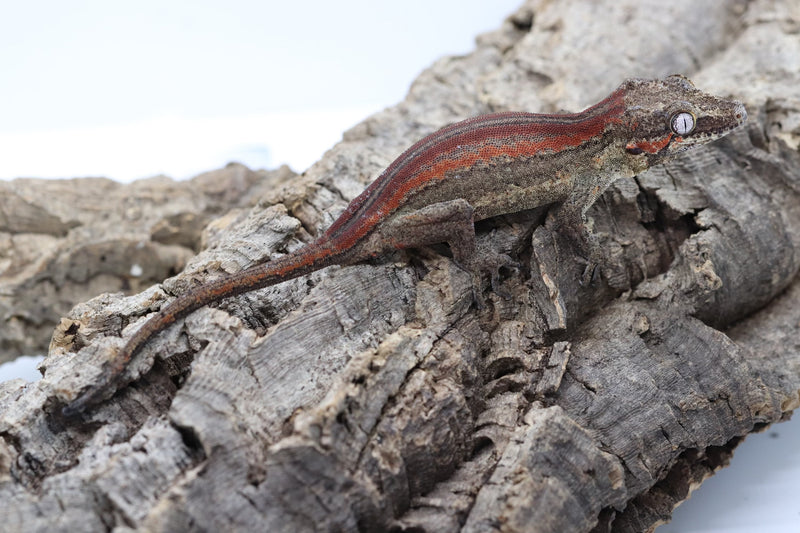 Gargoyle Gecko - GF22-4 - Roberson Reptiles