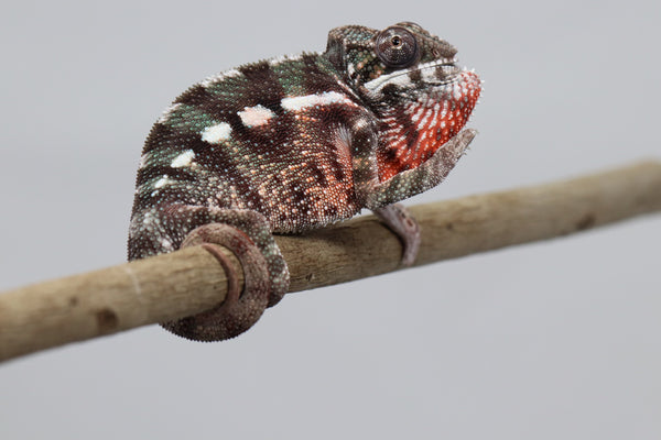 Male Maroantsetra Panther Chameleon for Sale
