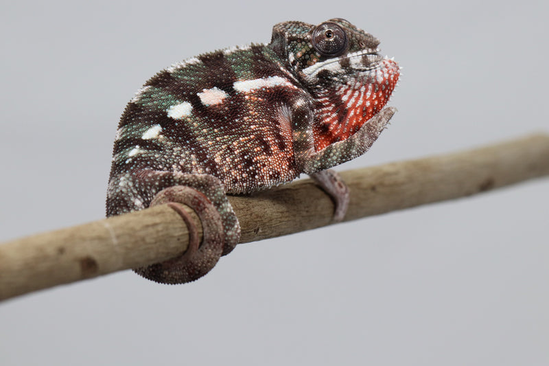 Male Maroantsetra Panther Chameleon for Sale - Roberson Reptiles