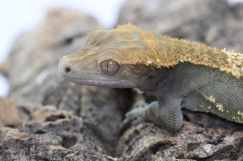 Crested Gecko - Black Base Male