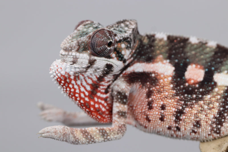 Male Maroantsetra Panther Chameleon for Sale - Roberson Reptiles