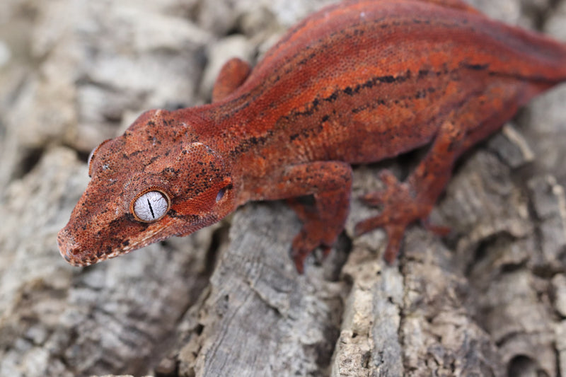 Gargoyle Gecko - GF22-2 - Roberson Reptiles