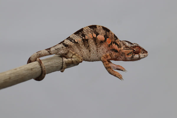 Panther Chameleon for Sale