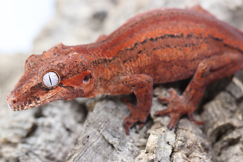 Gargoyle Gecko - GF22-2 - Roberson Reptiles