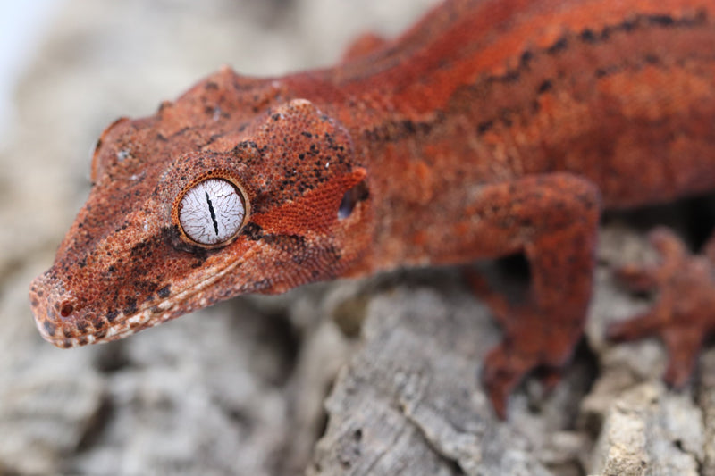 Gargoyle Gecko - GF22-2 - Roberson Reptiles