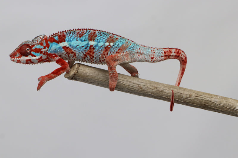 Male Ambilobe Panther Chameleon for Sale - Snoop X Optimus - Roberson Reptiles