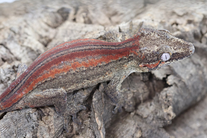 Gargoyle Gecko - GF22-4 - Roberson Reptiles