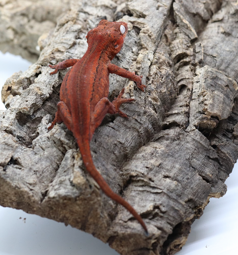 Gargoyle Gecko - GF22-2 - Roberson Reptiles