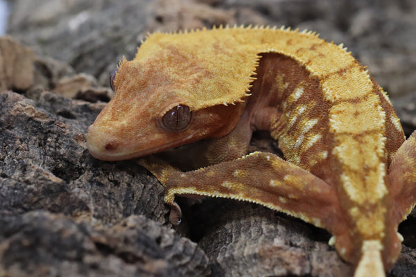 Crested Gecko - Red Harlequin Male