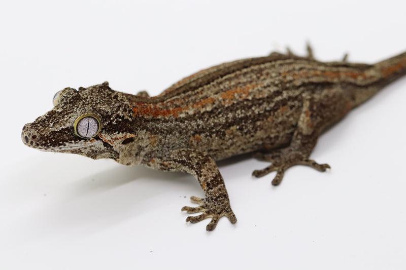 Gargoyle Gecko - GF22-1 - Roberson Reptiles