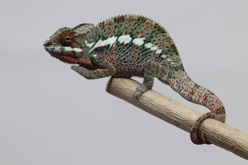 Male Ankaramy Panther Chameleon for Sale - Roberson Reptiles