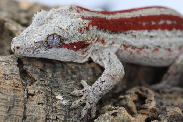 Gargoyle Gecko - GM22-9 - Roberson Reptiles