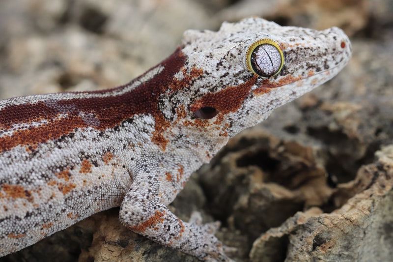 Gargoyle Gecko - GF22-6 - Roberson Reptiles