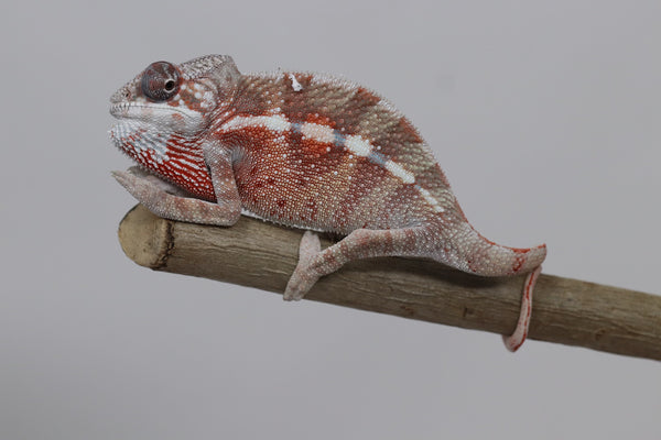 Male Maroantsetra Panther Chameleon for Sale