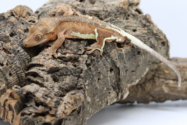 Crested Gecko - Phantom Lilly White Male