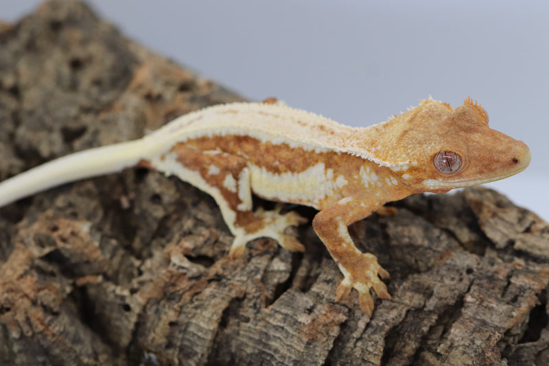 Crested Gecko -  Lilly White Female
