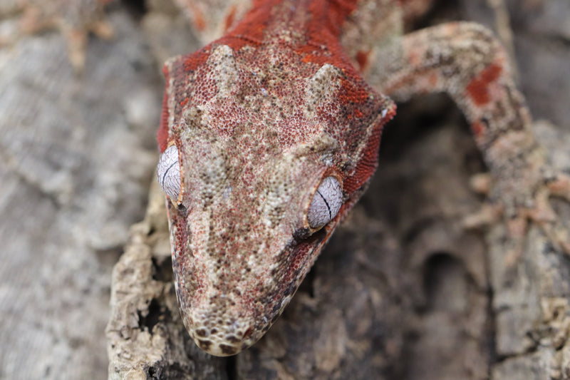Gargoyle Gecko - GF22-3 - Roberson Reptiles