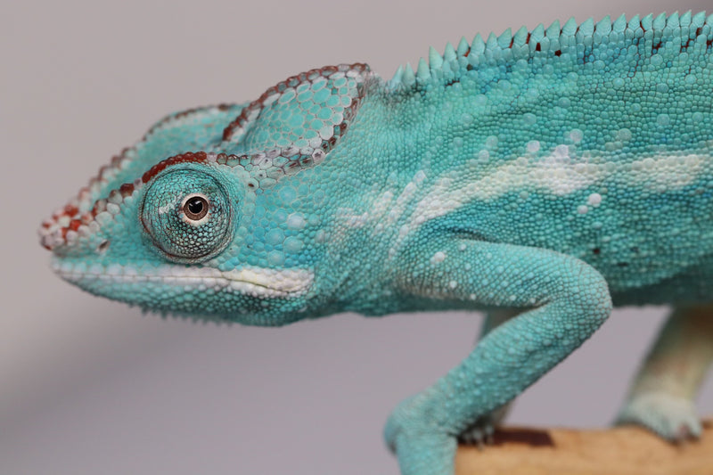 Male Nosy Be Panther Chameleon for Sale - Roberson Reptiles