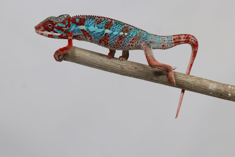 Male Ambilobe Panther Chameleon for Sale - Snoop X Optimus - Roberson Reptiles