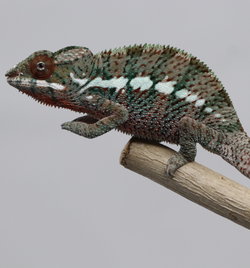 Male Ankaramy Panther Chameleon for Sale - Roberson Reptiles