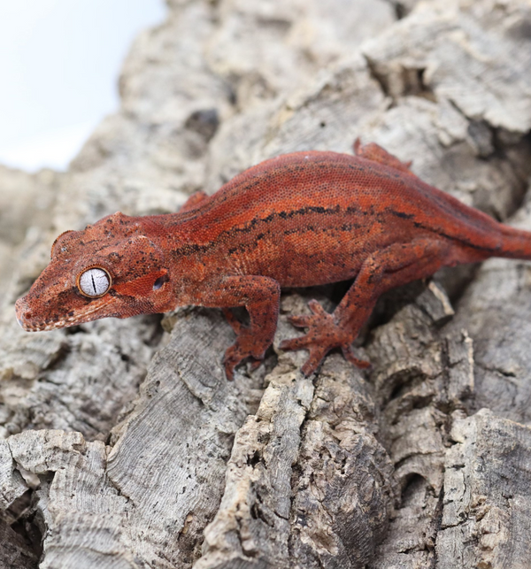 Gargoyle Gecko - GF22-2 - Roberson Reptiles