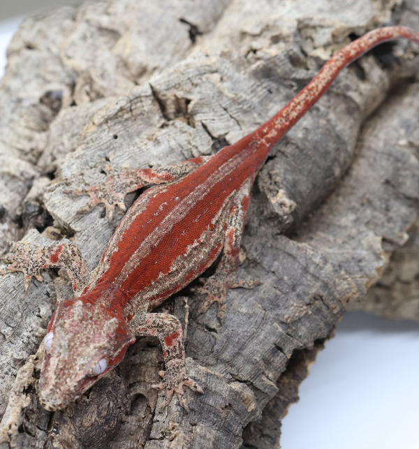 Gargoyle Gecko - GF22-3 - Roberson Reptiles