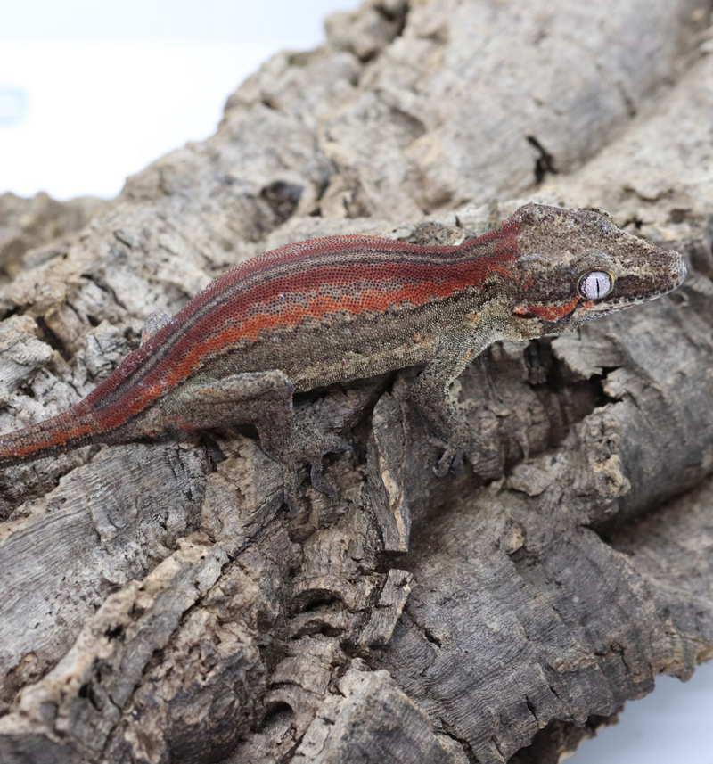 Gargoyle Gecko - GF22-4 - Roberson Reptiles