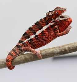 Male Ankaramy Panther Chameleon for Sale - Roberson Reptiles