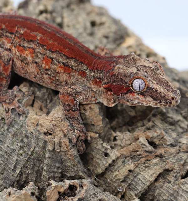Gargoyle Gecko - GM22-5 - Roberson Reptiles