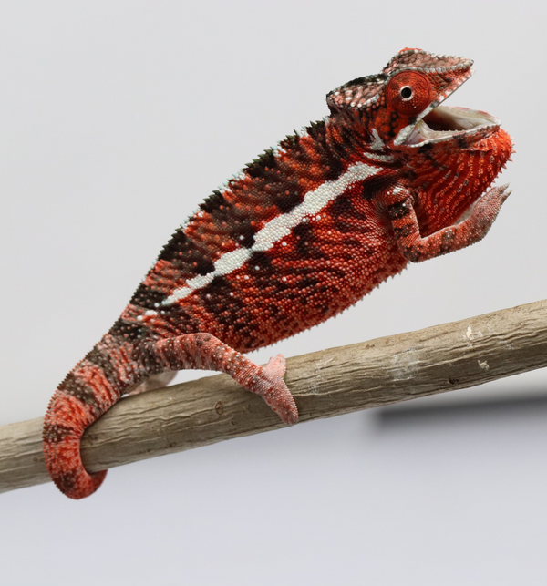 Male Ankaramy Panther Chameleon for Sale