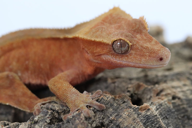 Crested Gecko - Red Phantom Male