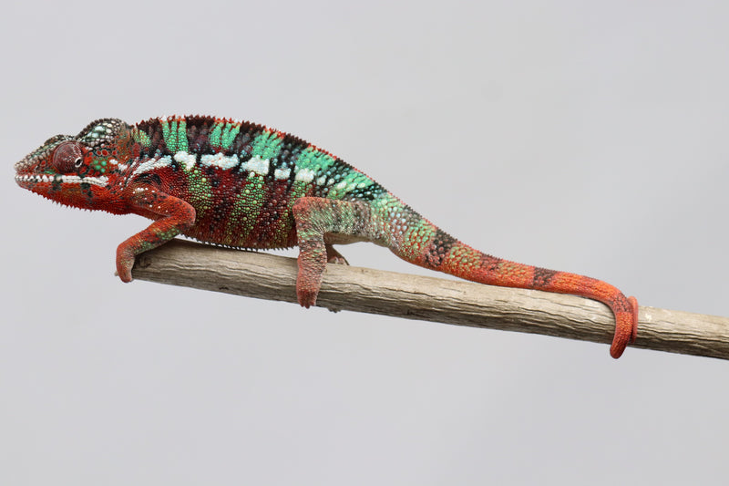 Male Ambilobe Panther Chameleon for Sale - Moby X Nixon - Roberson Reptiles