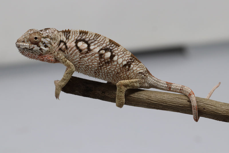 Female Ambilobe Panther Chameleon for Sale - Snoop X Optimus - Roberson Reptiles