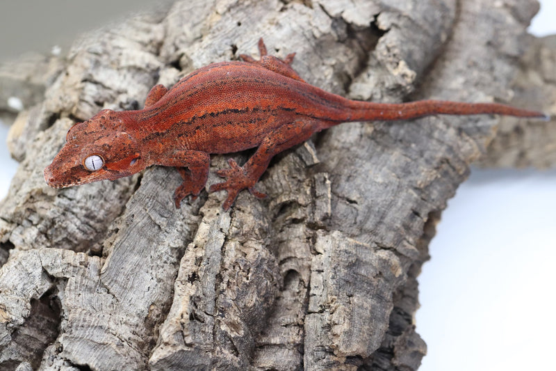 Gargoyle Gecko - GF22-2 - Roberson Reptiles