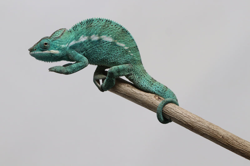 Male Nosy Be Panther Chameleon for Sale - Roberson Reptiles