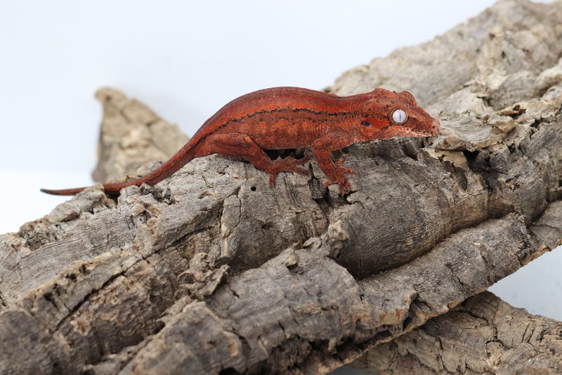 Gargoyle Gecko - GF22-2 - Roberson Reptiles