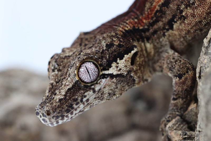 Gargoyle Gecko - GF22-10 - Roberson Reptiles