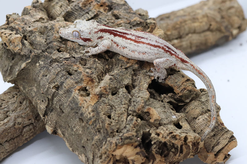 Gargoyle Gecko - GF22-7 - Roberson Reptiles