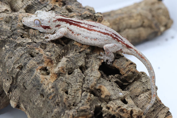 Gargoyle Gecko - GF22-7 - Roberson Reptiles