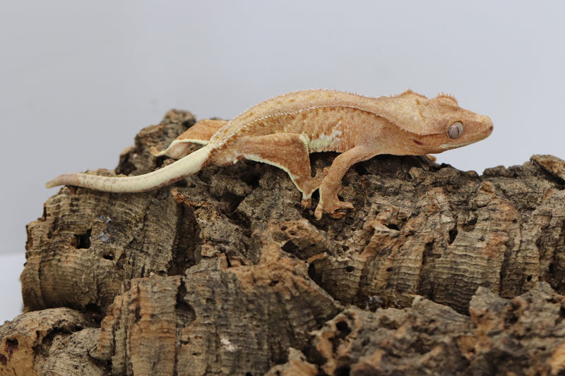 Crested Gecko - Phantom Lilly White Male