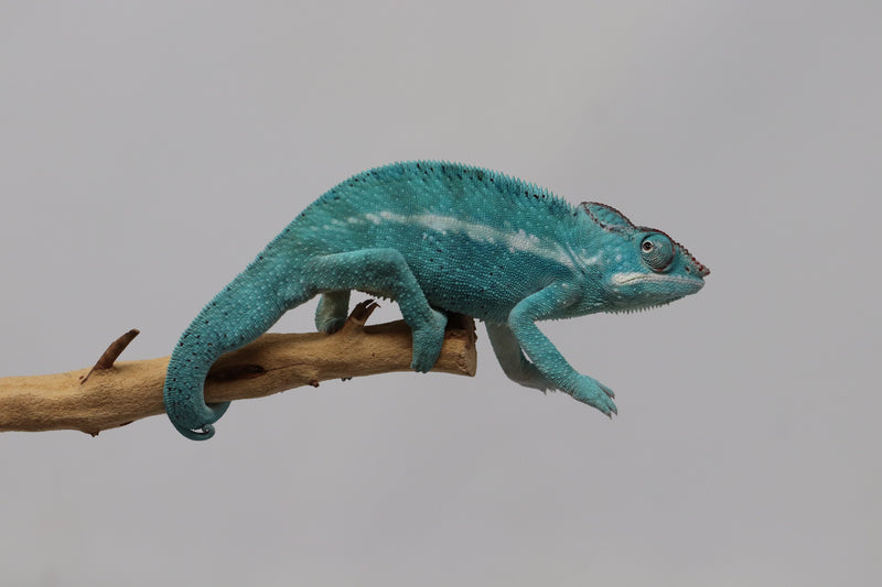 Male Nosy Be Panther Chameleon for Sale - Roberson Reptiles