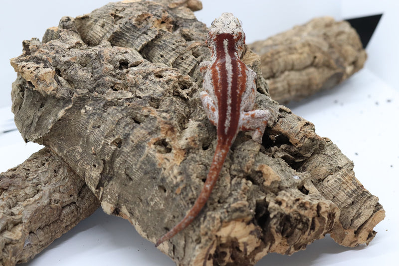 Gargoyle Gecko - GF22-6 - Roberson Reptiles