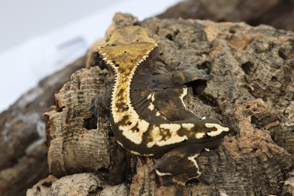 Crested Gecko -  Black Base Male