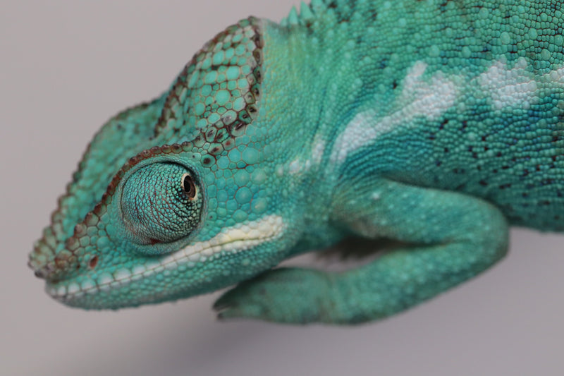 Male Nosy Be Panther Chameleon for Sale - Roberson Reptiles