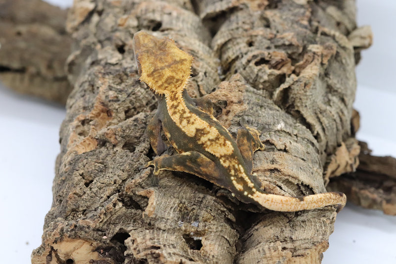 Crested Gecko -  Black Base Male