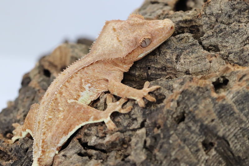 Crested Gecko - Phantom Lilly White Male