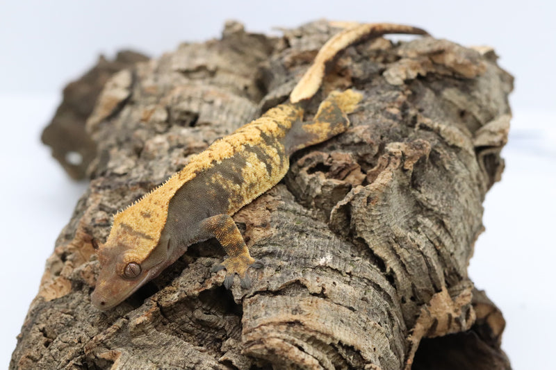 Crested Gecko -  Female